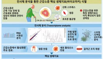 국내 연구진이 아시아인의 근육 줄어드는 이유 찾았다