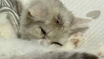 입양간 그 집, 반려동물 지옥이었다[only이데일리]