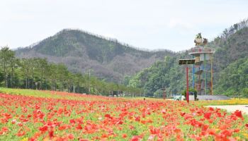 '산소카페 청송정원', 봄꽃 만개로 관광객 발길 이어져