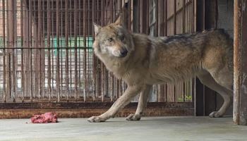 땅 파고 탈출했던 ‘늑구’…오는 5일 오월드서 만난다