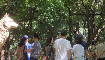 14마리 늑대 중 '늑구' 찾기 열풍…오월드 재개장 첫 주말 북적