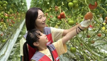 '창립 31돌' 농가 찾은 신세계푸드…토마토 수확철 일손 보탰다