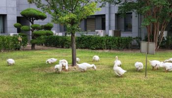 KAIST 거위·결혼식 신랑 모습도 선명···'주머니속 카메라' 써보니