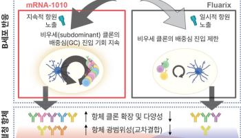 mRNA 인플루엔자 백신, 기존 백신보다 면역효과 오래 지속된다