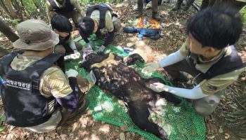 '14차례’ 농가 침입, 꿀 먹은 반달가슴곰…포획 후 보호시설로