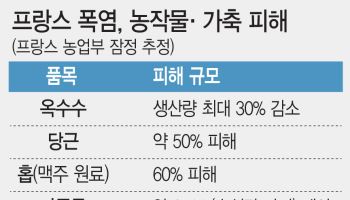 '최악 폭염' 佛, 옥수수 생산량 30% 뚝…국제 곡물시장 비상