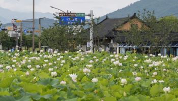 [포토]경주 동궁과 월지 연꽃단지 '만개'…천년고도 수놓는 여름 절경