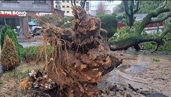 "천연 에어컨이었는데"…570년 버틴 팽나무, 폭우에 쓰러졌다
