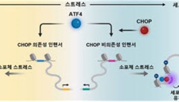 세포 스트레스에 따른 생존과 사멸 결정 원리 규명