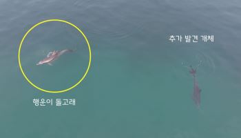 폐어구에 묶인 제주 남방큰돌고래…올해만 5마리 확인
