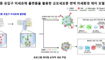 면역세포 유입 순서에 따른 교모세포종 치료 반응 규명