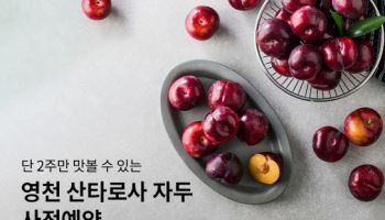 현대그린푸드, 경산 샤인머스캣·영천 자두 사전 예약 판매