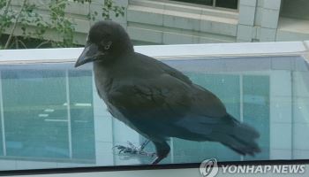 "불쌍해서 데려왔는데"…새끼 까마귀 키웠다 70만원 선고유예