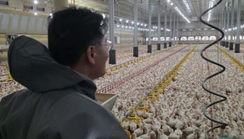 폭염에 가축 49만마리 폐사…정부, 취약농가 급수·살수 확대