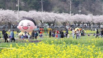 한국 축제는 왜 다 똑같을까… 전국에 벚꽃축제만 53개