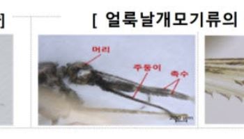 더위 꺾이자 모기 비상…전국에 '말라리아 경보'