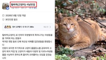 “역겨운 캣맘 피해자 환영” 당근에 뜬 ‘고양이 사냥모임’ 발칵