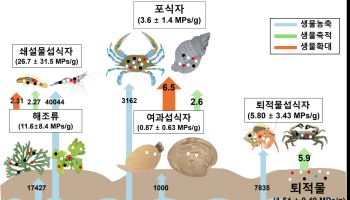 인하대, 갯벌 상위 포식자 플라스틱 축적량 증가 최초 확인