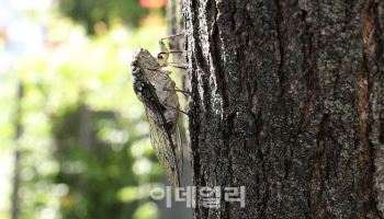 “중국인들이 매미 대량 채집”…1년 뒤 한강에 걸린 현수막