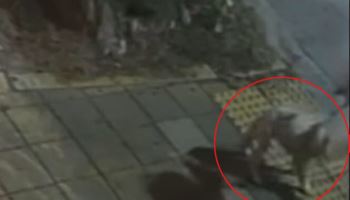 6개월 강아지 20분 때리고 “훈육”…결국 다시 주인 품으로