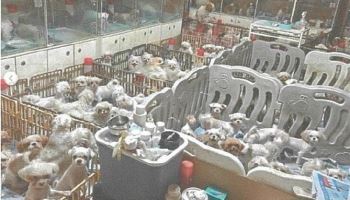 산 채로 어미개 갈랐다…1426마리 번식시킨 업자들, 1심 판단은 [애니멀워치]