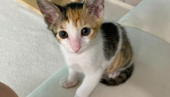 20일간 고양이 4마리 던져 죽여...수사 중에도 분양 시도
