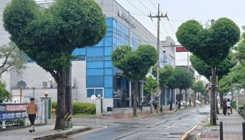"나무가 전부 하트네" 상까지 받은 청주 핫플…그런데?