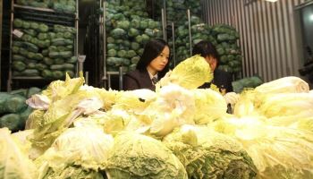 中 '발암물질 배추' 우리 식탁에도?…수입산 검사해보니