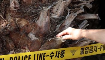 "야자수에 줄 걸기 불가능"…경찰, 논란에 '강도 실험'