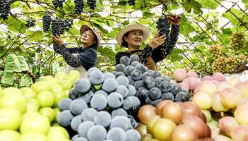 자연과 과학이 만든 명품 '화성 송산포도' 축제로 만난다