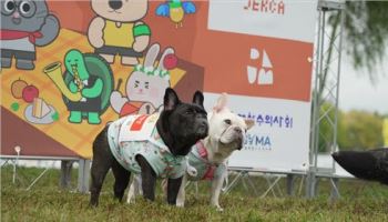 "기다려!" 잘하는 강아지들 모여라…'서울펫림픽' 개최