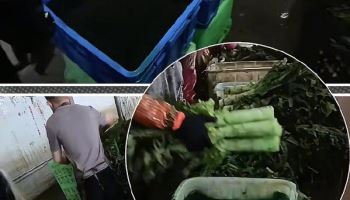 ‘발암 배추’ 이어 ‘염색 상추’ 논란…“中 세관에 수입 여부 문의”