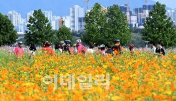 '구리 코스모스축제' 한달 앞으로…市, 준비상황 점검