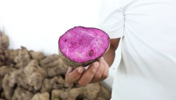 "우리 먹을 것도 없어"…필리핀, 생우베 수출 전면 금지