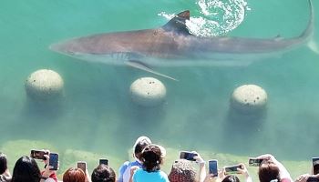 부산 상어 외해 유도 검토.."추석 연휴까지는 기다릴 것"