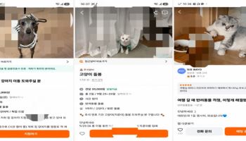 “호텔 대신 집으로 와주세요”…추석 앞두고 뜨는 ‘방문 펫시터’