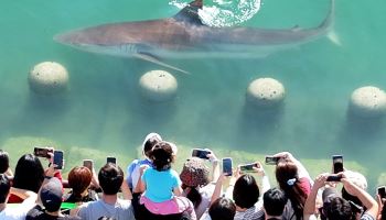 ‘부캉이’ 보러 56만명 몰렸다…부산시, 수로 탈출·방류 대책회의