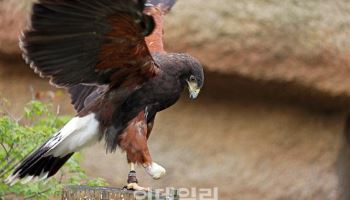 멕시코 車공장 지키는 ‘키 60cm’의 날개 달린 '이것'