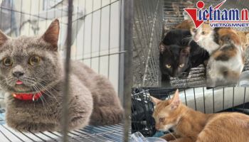 “하룻밤 10마리씩”…고양이 2700마리 훔쳐 ‘식용 판매’ 발칵