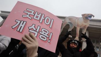 식용 개 농장 87% 문 닫았다…남은 개 7600마리 관리 강화