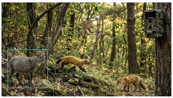 반달가슴곰·여우 알아보는 AI…208일 걸리던 분석 8시간으로