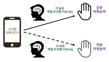 청소년 스크린 사용·억제조절력 연관성, 뇌 백질 특성 따라 달라져
