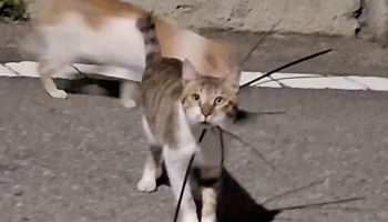 길고양이 목에 케이블타이 겹겹..여수서 학대 신고