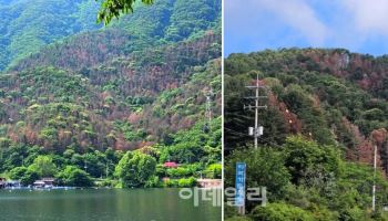 가평군, 산림청과 소나무재선충병 현장 점검…수종전환 본격화