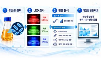 김치 유산균, 빛의 색에 따라 대사 반응 달라진다