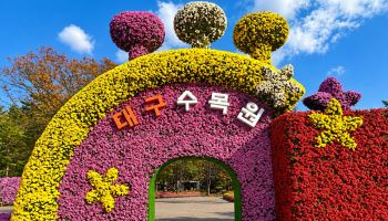 대구수목원에 국화 1만3000점…11월 6~15일 전시