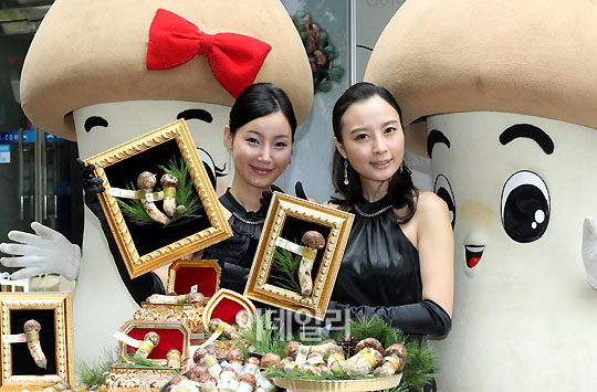 [포토]"1kg에 136만원"..이게 바로 `양양송이`