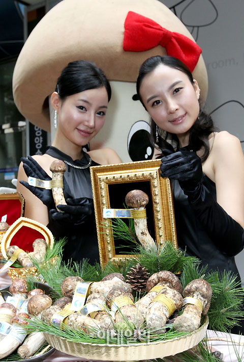 [포토]`금보다 귀해요` 양양송이 출시