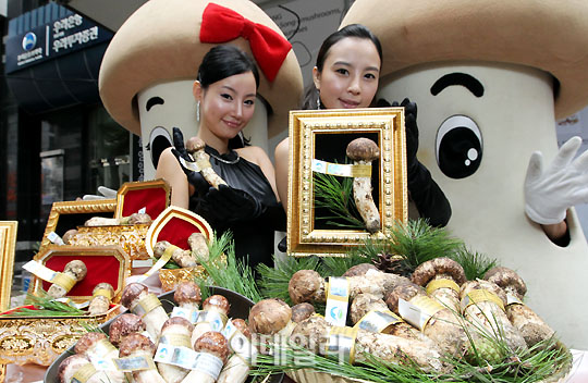 [포토]양양송이 `1등급 금송이 드세요`