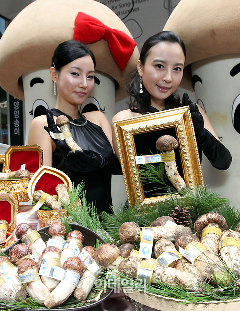 [포토]`금보다 귀한 양양송이`